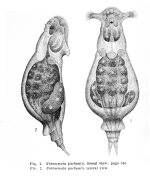 Notommata pachyura