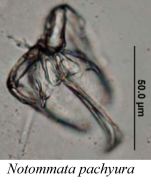 Notommata pachyura