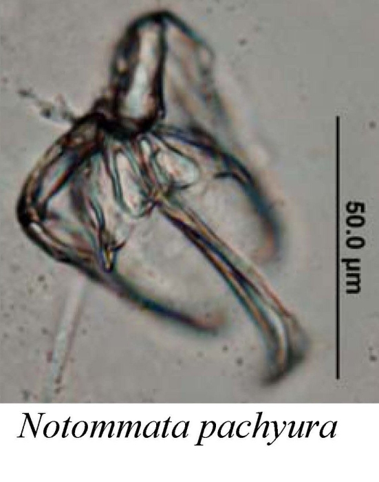 Notommata pachyura