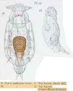 Notommata pachyura