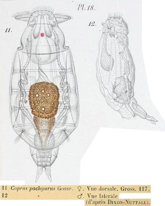 Notommata pachyura