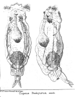 Notommata pachyura