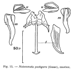 Notommata pachyura
