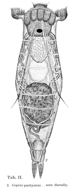 Notommata pachyura