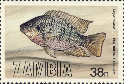 Tilapia rendalli Tilapia rendalli