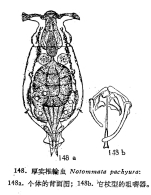Notommata pachyura