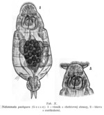 Notommata pachyura