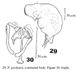 Notommata pachyura