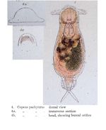 Notommata pachyura - Original description image