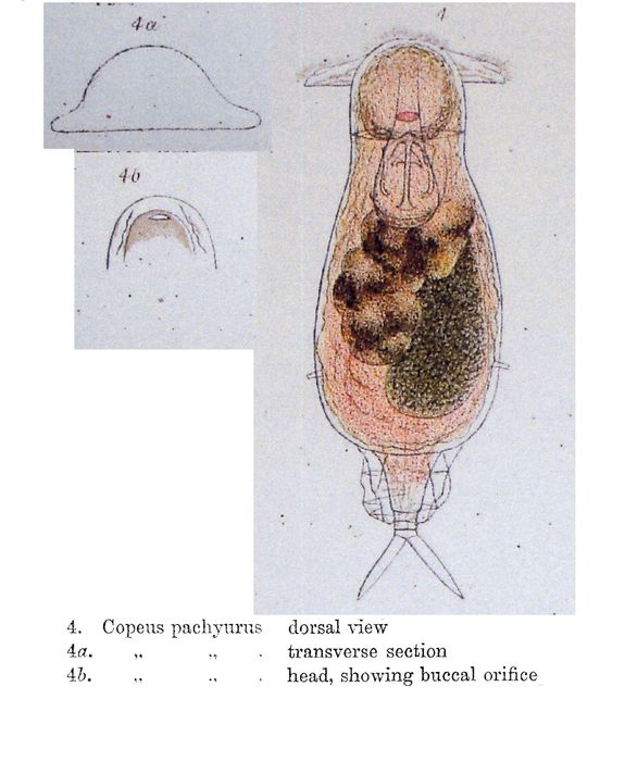 Notommata pachyura - Original description image