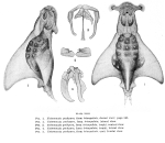 Notommata pachyura f. triangulata