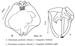 Notommata pachyura f. triangulata