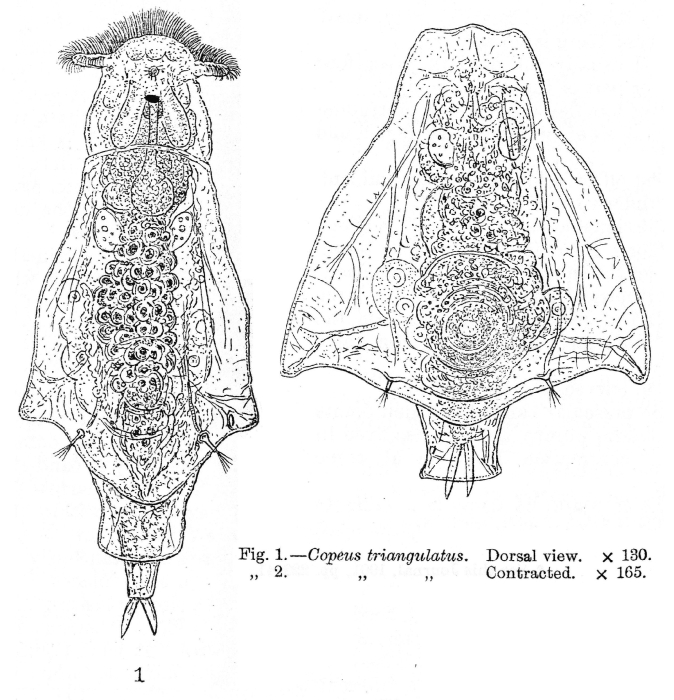 Notommata pachyura f. triangulata - Original description image
