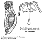 Notommata pamirensis - Original description image
