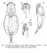 Notommata paracyrtopus - Original description image