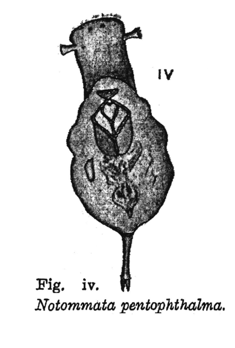 Notommata pentophthalma - Original description image