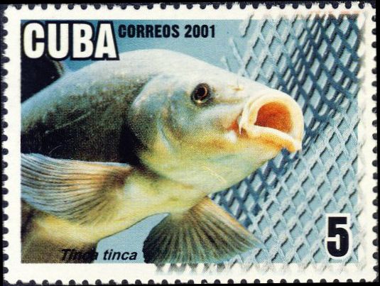 Tinca tinca Tinca tinca