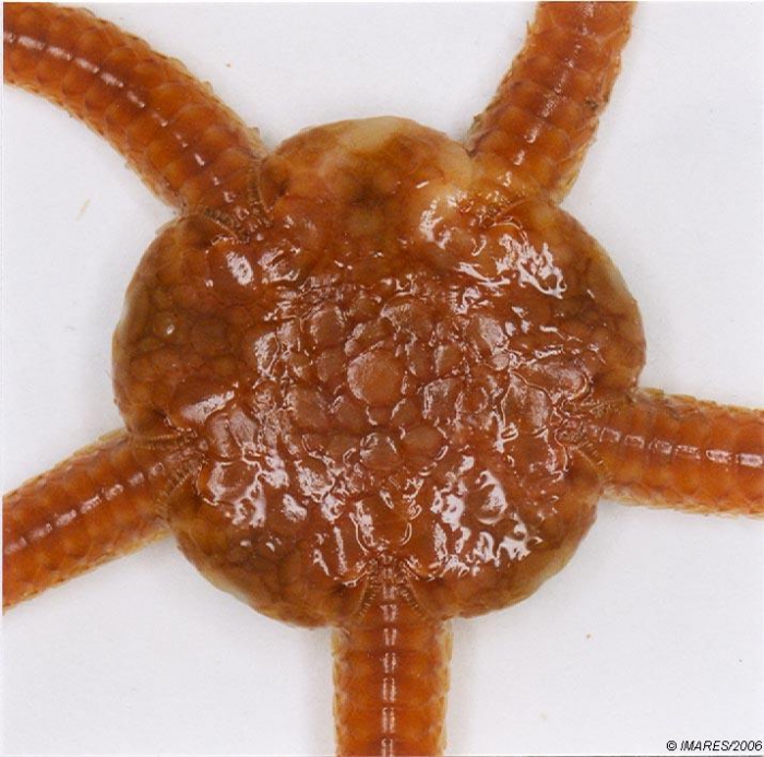 Ophiura ophiura (Linnaeus, 1758) Ophiura ophiura (Linnaeus, 1758)