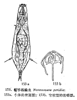 Notommata peridia