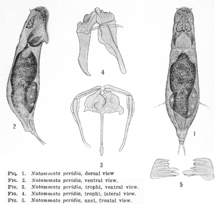Notommata peridia - Original description image