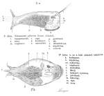 Notommata pilarius
