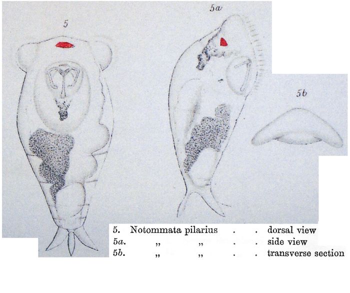 Notommata pilarius - Original description image