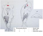 Notommata pilarius
