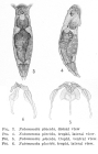 Notommata placida