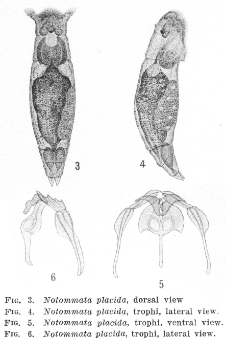 Notommata placida Notommata placida