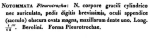 Notommata pleurotrocha