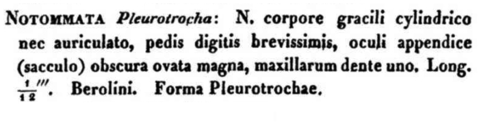 Notommata pleurotrocha