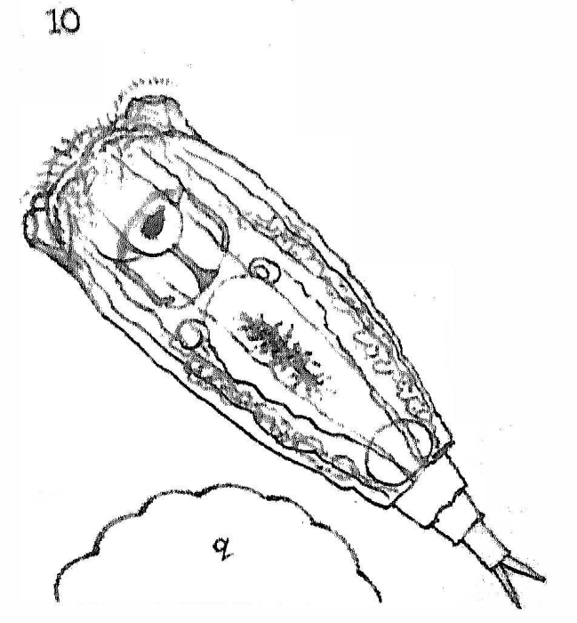 Notommata potamis - Original description image