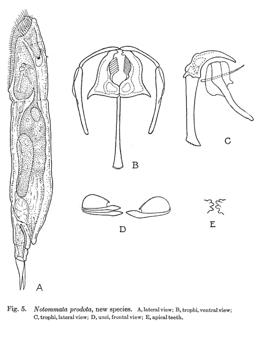 Notommata prodota - Original description image