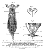 Notommata pseudocerberus