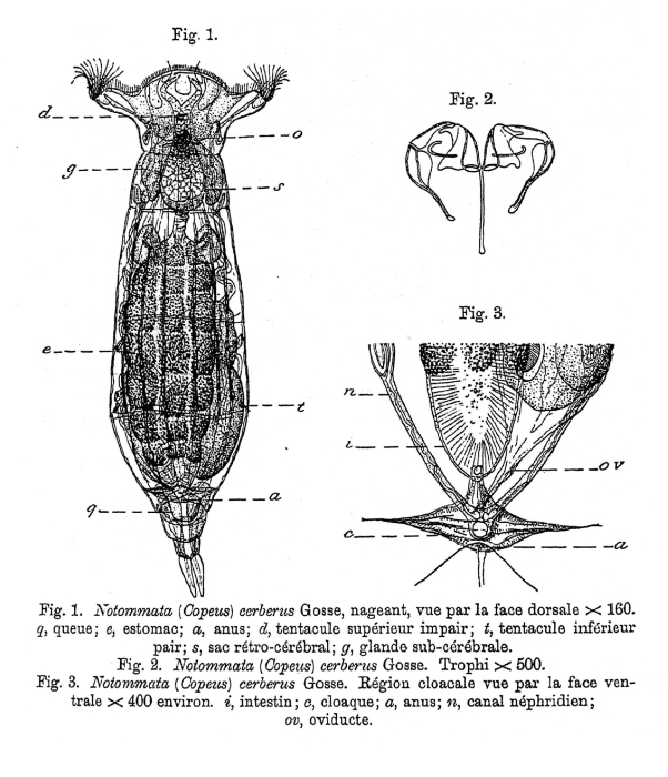 Notommata pseudocerberus