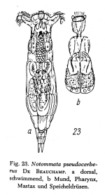 Notommata pseudocerberus
