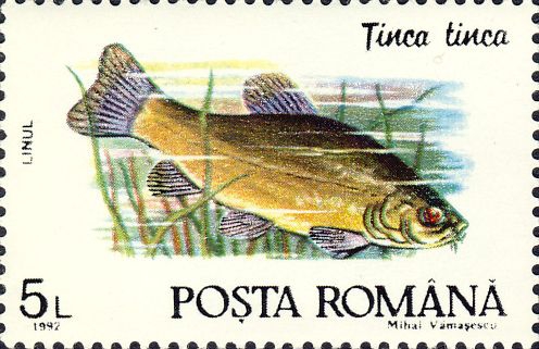 Tinca tinca Tinca tinca