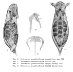 Notommata pseudocerberus