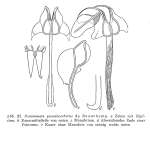 Notommata pseudocerberus