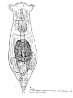 Notommata pseudocerberus