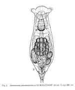 Notommata pseudocerberus