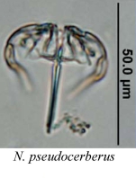 Notommata pseudocerberus