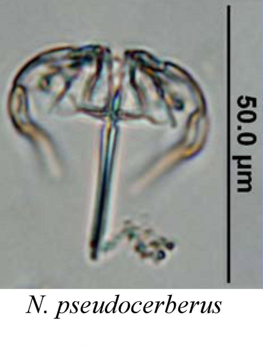 Notommata pseudocerberus