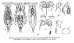 Notommata pseudocerberus