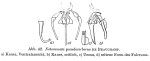 Notommata pseudocerberus