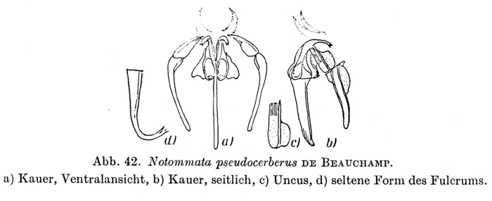 Notommata pseudocerberus