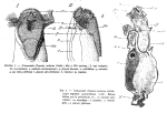 Notommata pseudocerberus