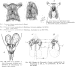 Notommata pseudocerberus