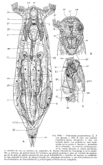 Notommata pseudocerberus