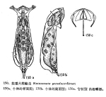 Notommata pseudocerberus